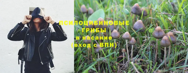 Галлюциногенные грибы Psilocybine cubensis Электросталь